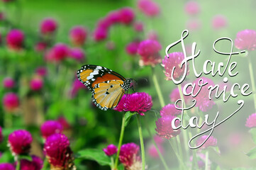 have a nice day, butterfly on a flower