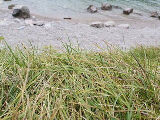 grass on the beach