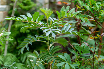 植物　ガーデニング　オージープランツ