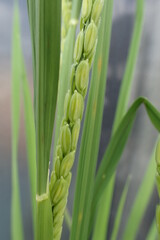 開花直前の稲穂ー開花の日の正午の稲穂