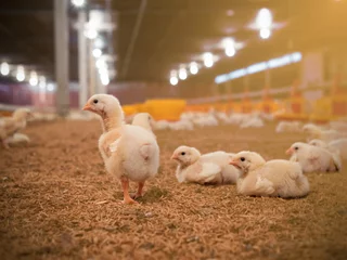 Zelfklevend Fotobehang The little chicken in smart farm © Polawat