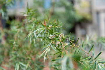 植物　ガーデニング　オージープランツ