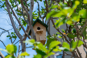 木に設置された鳥の巣箱