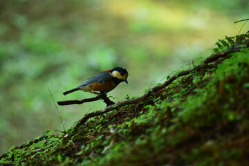 木の根っこに立つヤマガラ