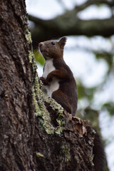 不安そうに上を見るエゾリス