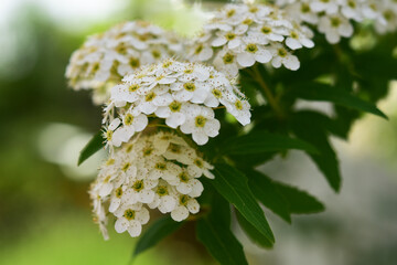 コデマリの花のアップ