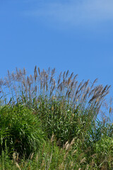 夏のススキと青空
