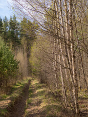 spring landscape in a mixed forest