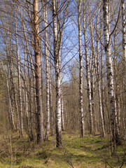 spring forest on a sunny day