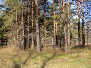 pine trees in the foreground