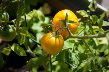 Yellow tomatoes on the vine / tomato