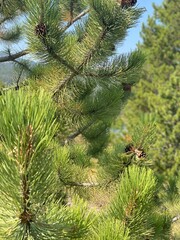 close up of pine needles