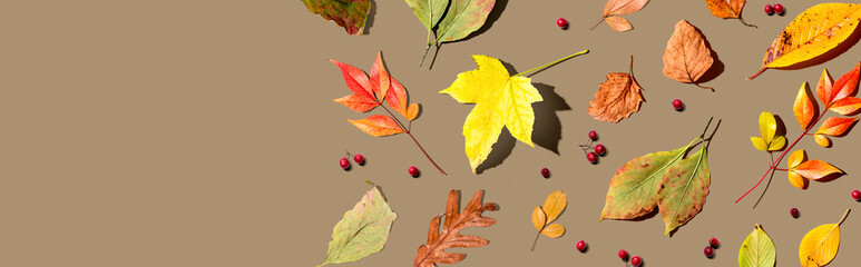 Colorful autumn leaves overhead view - flat lay