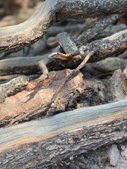 tree stump in the forest