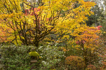 Autumn leaves in Kyoto
