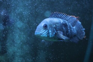 Blue fish in the aquarium