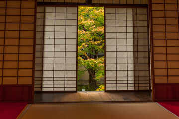 Autumn leaves in Kyoto