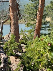 tree in the forest