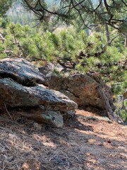 rocks in the woods