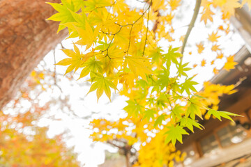 Autumn leaves in Kyoto