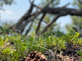 pine cones in the forest