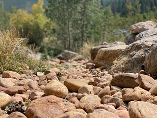 rocks in the forest