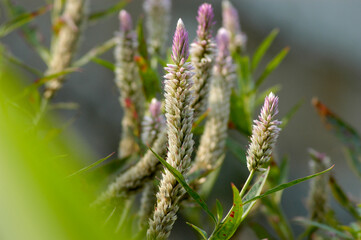Close up of wheat ears