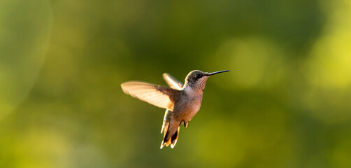 Fototapeta na wymiar Female Ruby-Throated Hummingbird in Flight