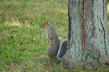 Squirrel in the park in Lowell Massachusetts