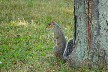 Squirrel in the park in Lowell Massachusetts