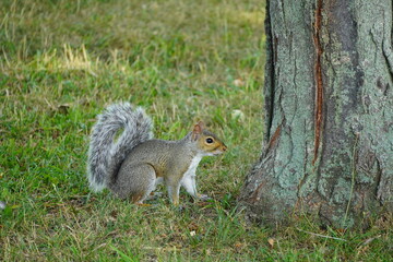 Naklejka na ściany i meble Squirrel in the park in Lowell Massachusetts
