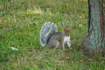 Naklejka na ściany i meble Squirrel in the park in Lowell Massachusetts