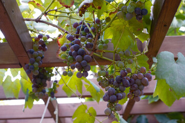 hanging colorful bunches of grapes
