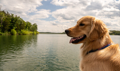 Golden Retriever at the lake