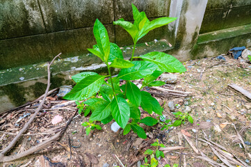 green plant in the garden