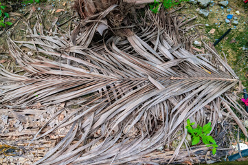 close up of pine needles
