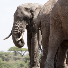 A close up of a three large Elephants (Loxodonta africana) in Kenya. Square Composition.