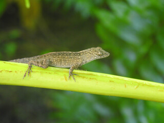 Brown anole in a Florida garden