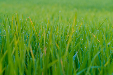 Green paddy rice field with dew drop morning scene