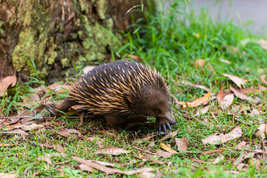Australian echidna in a wild with the beautiful summer sunset