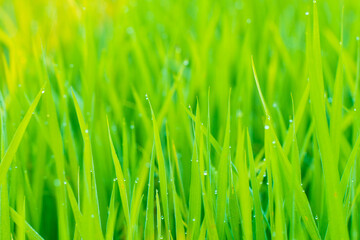 Fototapeta na wymiar Green paddy rice field with dew drop morning scene