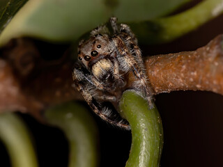 Male Jumping Spider of the Genus Metaphidippus