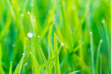 Green paddy rice field with dew drop morning scene