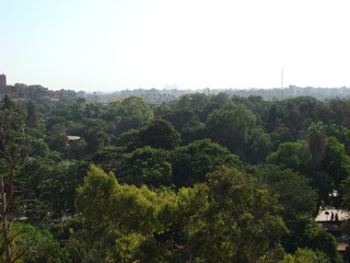 fores carribean st lucia