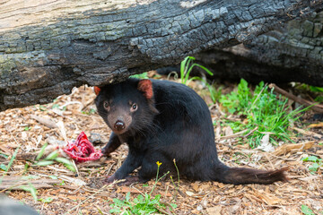 Naklejka premium Tasmanian Devil