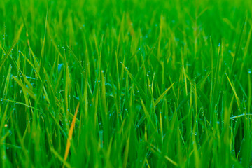 Green paddy rice field with dew drop morning scene