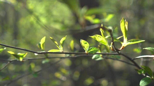 Green and Young Leaves of Trees in the Rays of the Spring Sun. Awakening of Nature.
