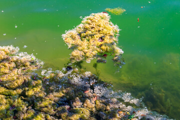 Fototapeta na wymiar Green algae in water. Water pollution. Ecological problem