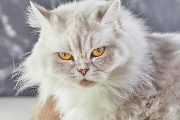Naklejka na ściany i meble White British cat with yellow eyes on a gray background