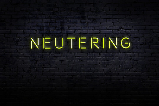 Neon sign. Word neutering against brick wall. Night view